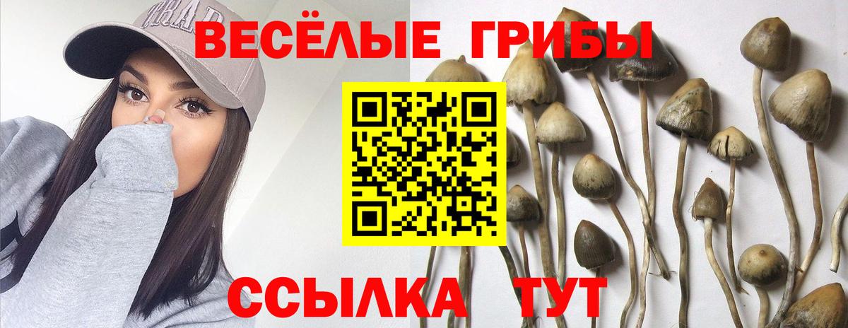 Таганрог  Псилоцибиновые грибы Cubensis  Вход с VPN 